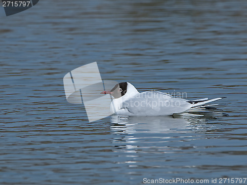 Image of Black-headed Gull