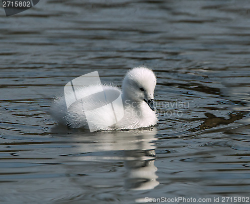 Image of Cygnet