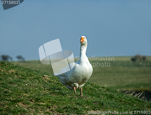 Image of Goose