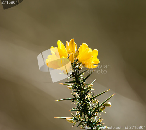 Image of Gorse Flowers