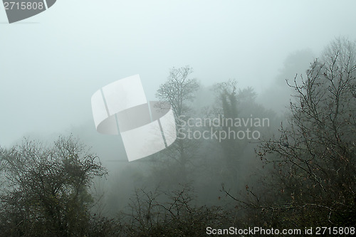 Image of Trees and Mist