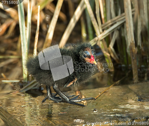 Image of Moorhen Chick