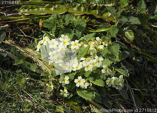 Image of Primroses