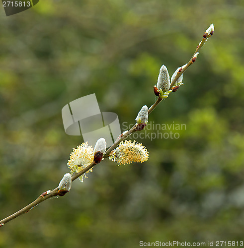 Image of Pussy Willow