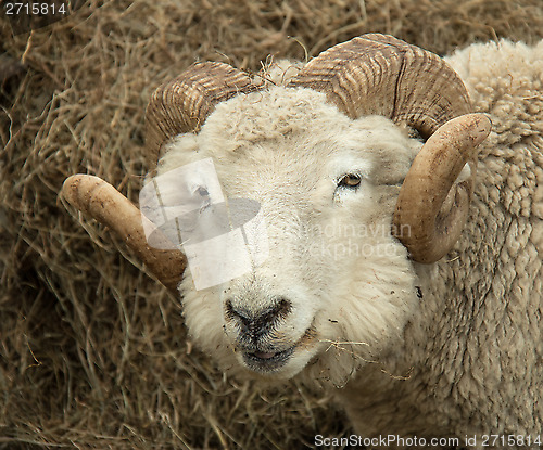 Image of Ram Head