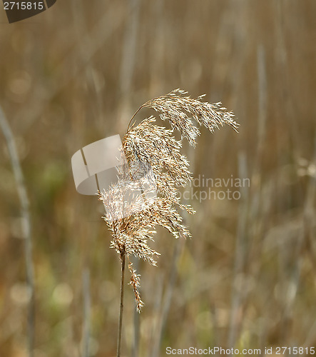 Image of Reed Seedhead