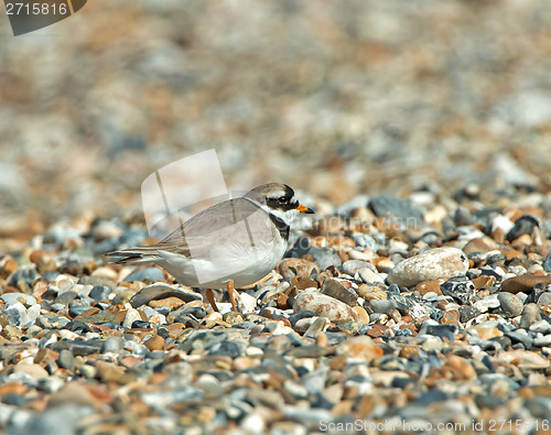 Image of Ringed PLover