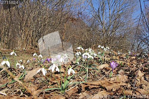 Image of Snowdrops and crocus