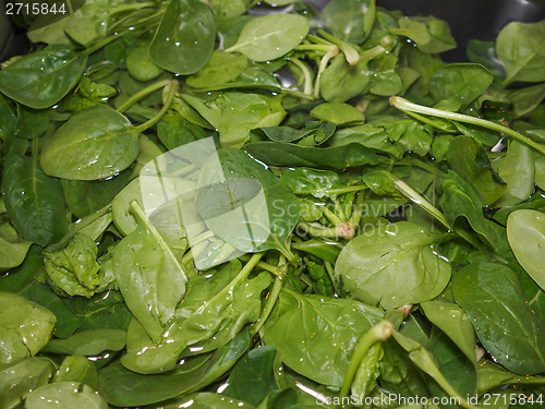 Image of Spinach leaves