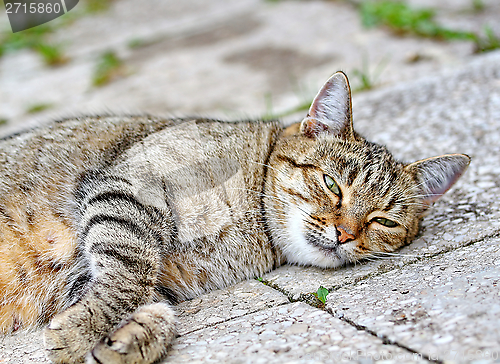 Image of  Cat lies on the floor outdoor