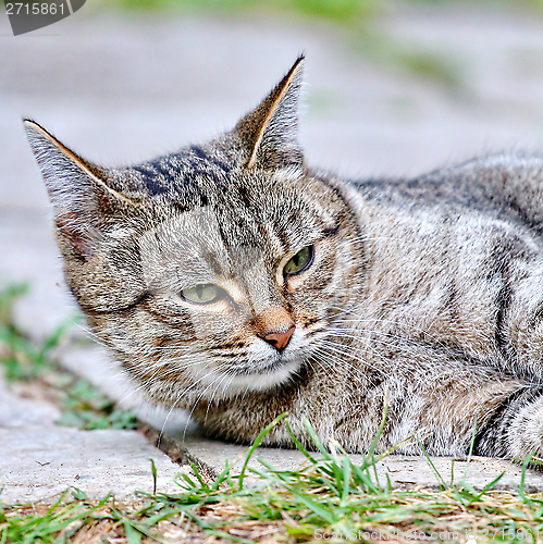 Image of  Cat lies on the floor outdoor