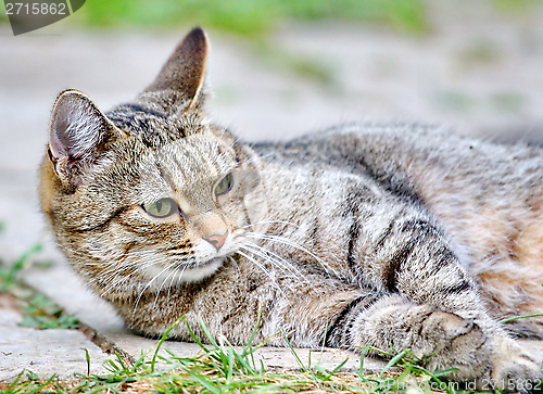 Image of  Cat lies on the floor outdoor