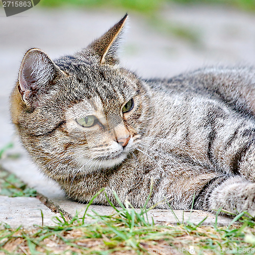 Image of  Cat lies on the floor outdoor