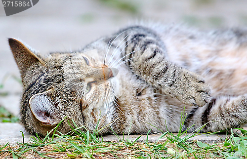 Image of  Cat lies on the floor outdoor