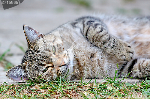 Image of  Cat lies on the floor outdoor