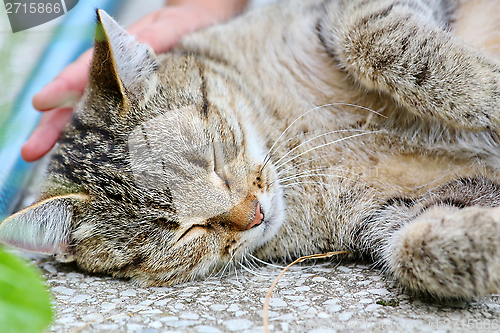 Image of  Cat lies on the floor outdoor