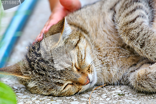 Image of  Cat lies on the floor outdoor