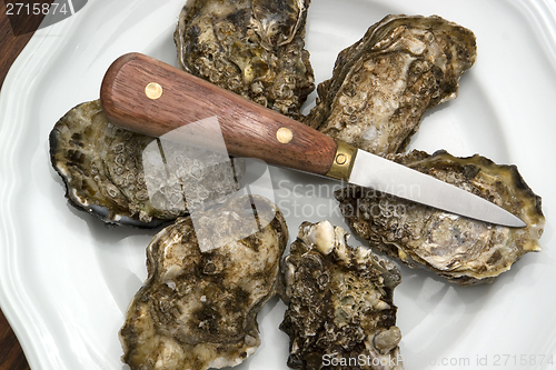 Image of oysters on plate