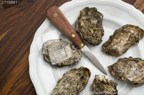 Image of oysters on plate