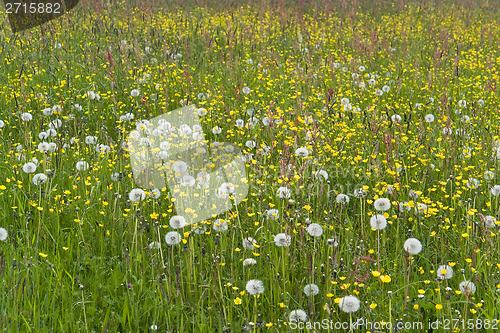 Image of flowering meadow
