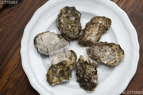 Image of oysters on plate