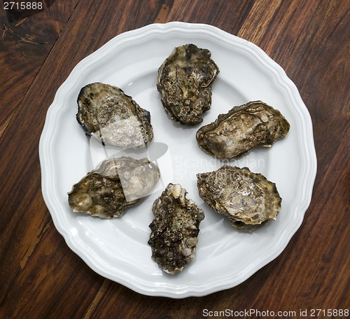 Image of oysters on plate