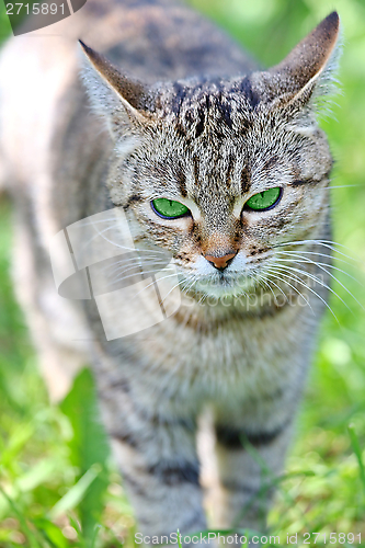 Image of  Striped cat with green eyes