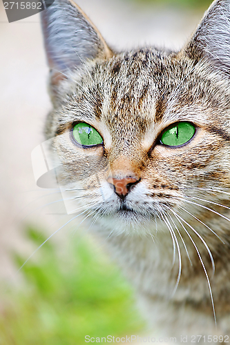 Image of  Striped cat with green eyes