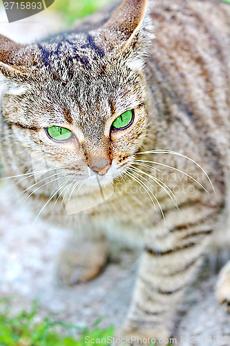 Image of  Striped cat with green eyes