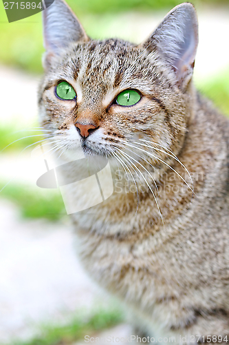 Image of  Striped cat with green eyes