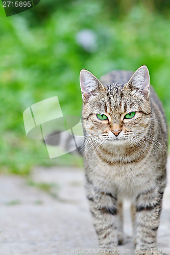 Image of  Striped cat with green eyes