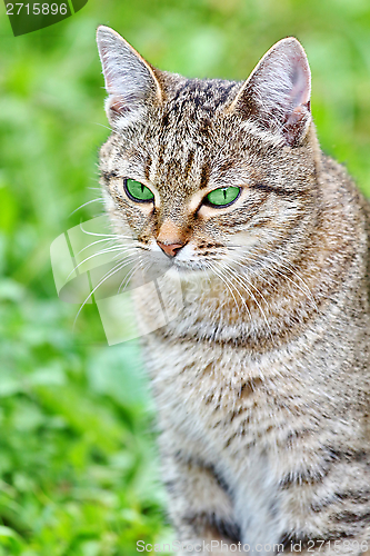 Image of  Striped cat with green eyes