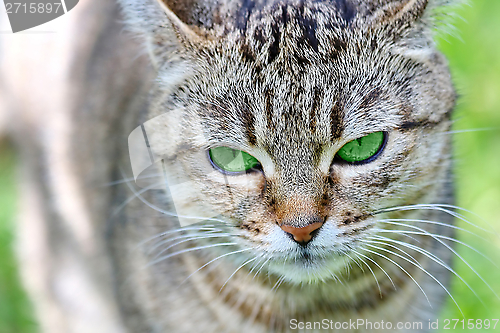 Image of  Striped cat with green eyes