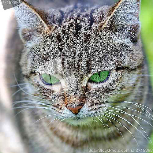 Image of  Striped cat with green eyes