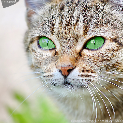 Image of  Striped cat with green eyes