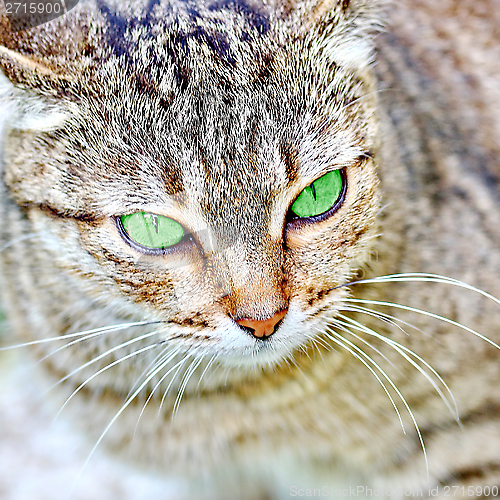 Image of  Striped cat with green eyes