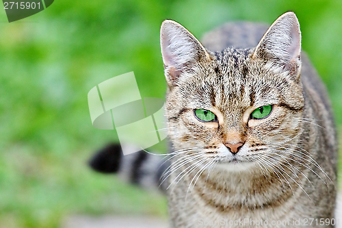 Image of  Striped cat with green eyes