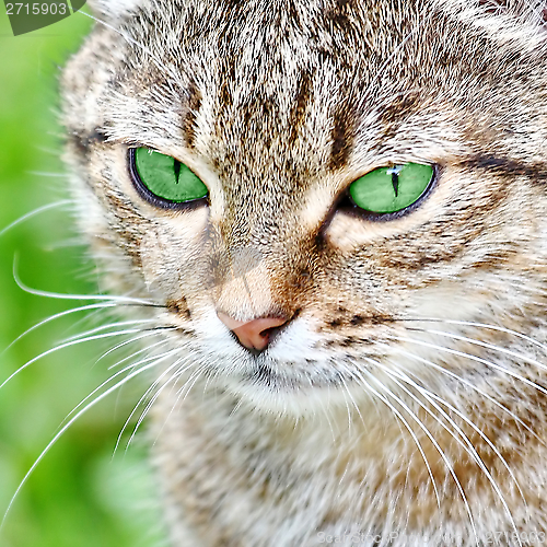Image of  Striped cat with green eyes