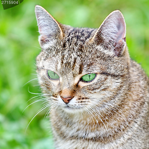 Image of  Striped cat with green eyes