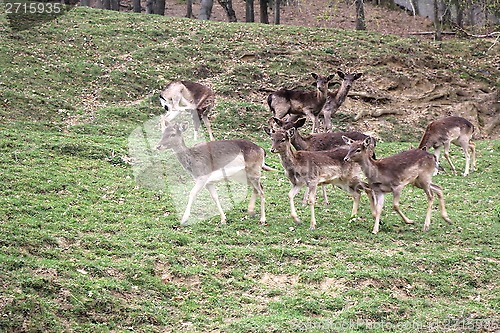 Image of A herd of deer