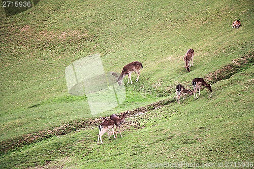 Image of A herd of young deer