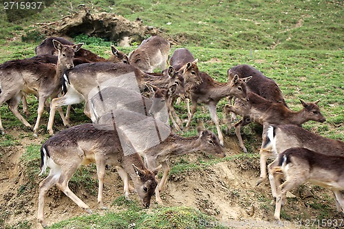 Image of A herd of young deers 