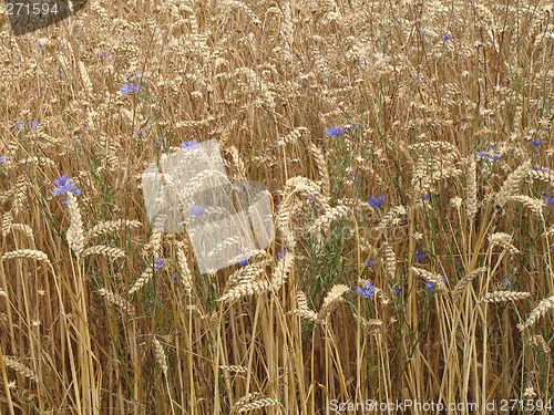 Image of Corn field