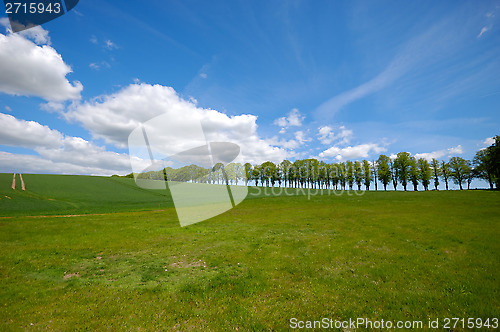 Image of Trees on hill