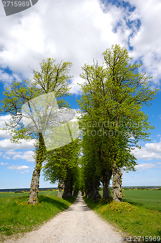 Image of Pathway with trees