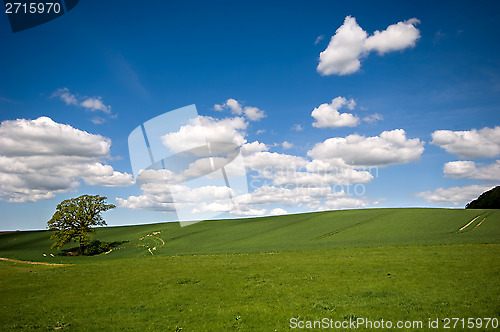 Image of Tree on hill