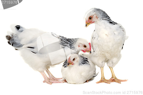 Image of Young hens