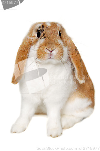 Image of Rabbit isolated on white background
