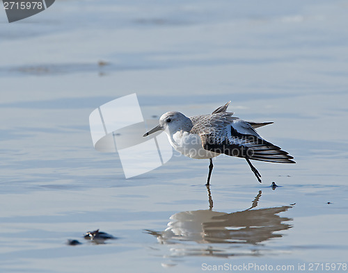 Image of Sanderling Stretching