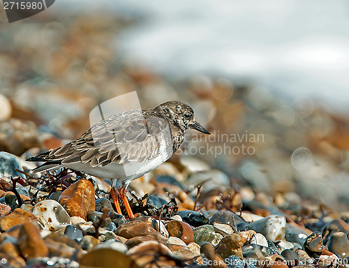 Image of Turnstone